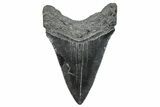 Serrated, Fossil Megalodon Tooth - South Carolina #286516-1